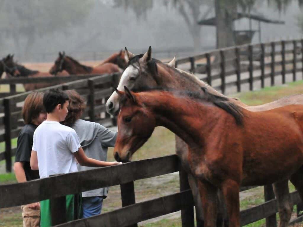 Farm Tours of Ocala