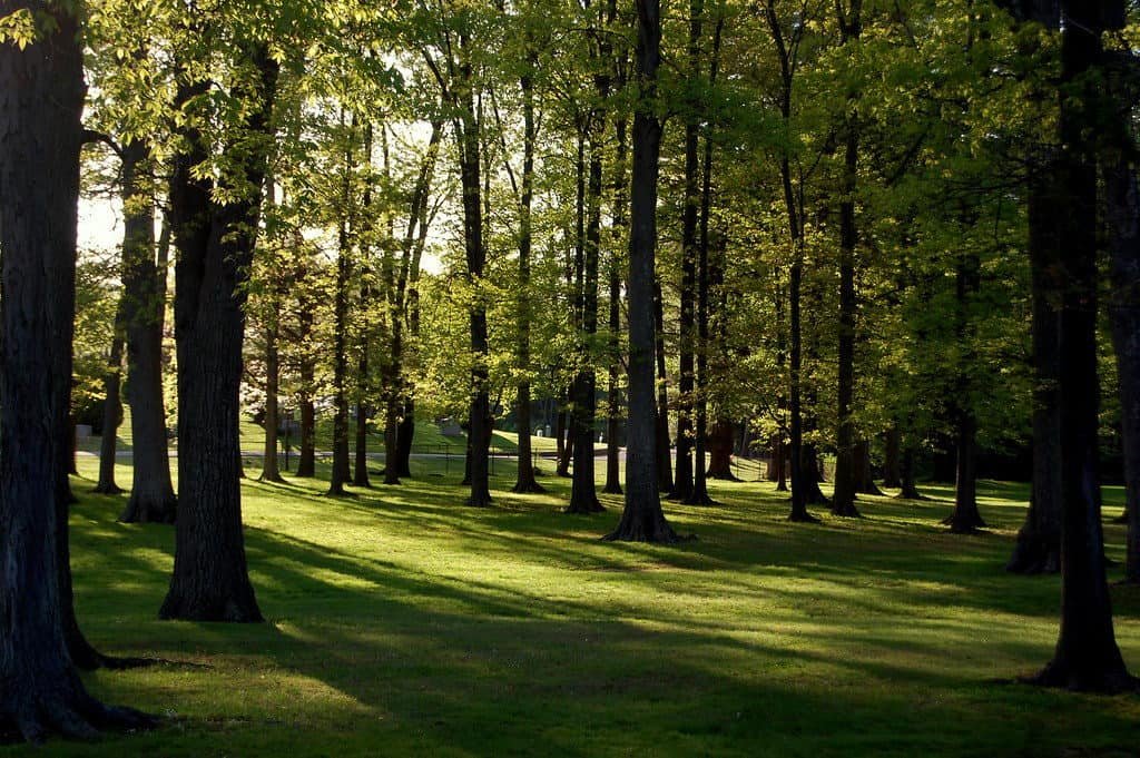 Fernridge Park