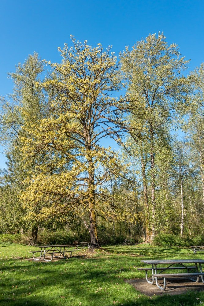 Flaming Geyser State Park