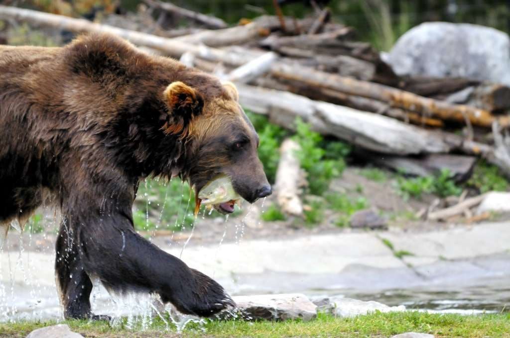 Grizzly and Wolf Discovery Centre