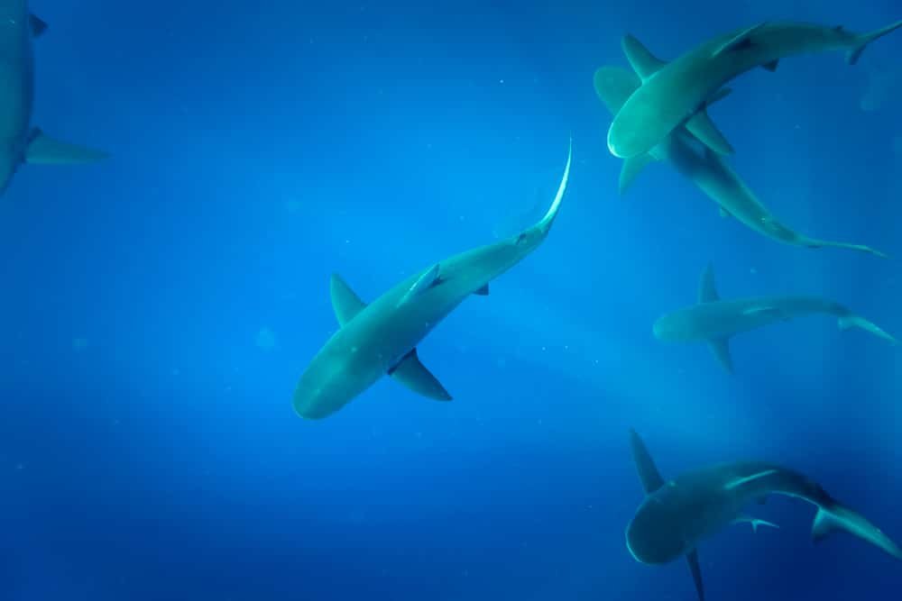 Shark Snorkelling