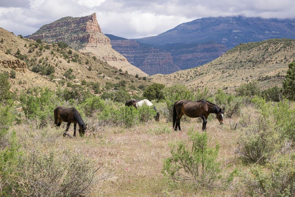 Little Book Cliffs Wild Horse Area