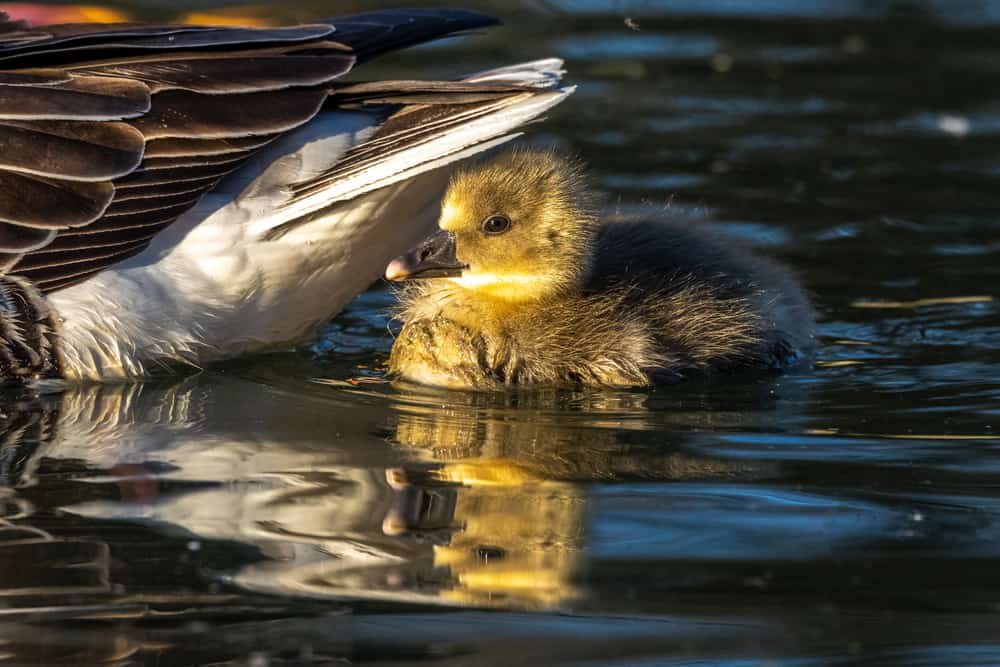 Waterfowl