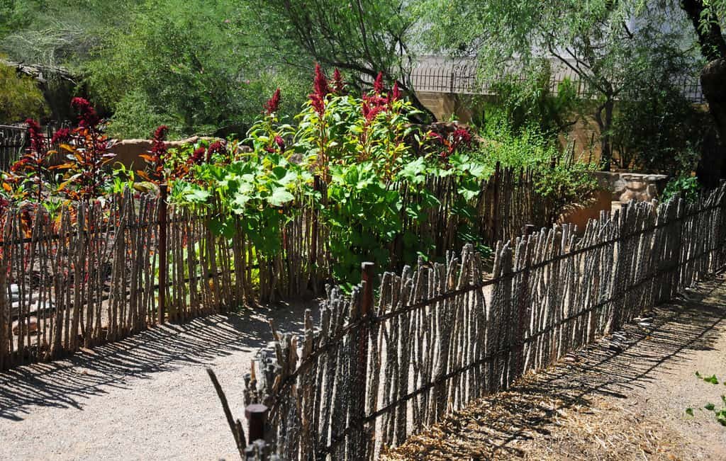 Tucson Botanical Gardens