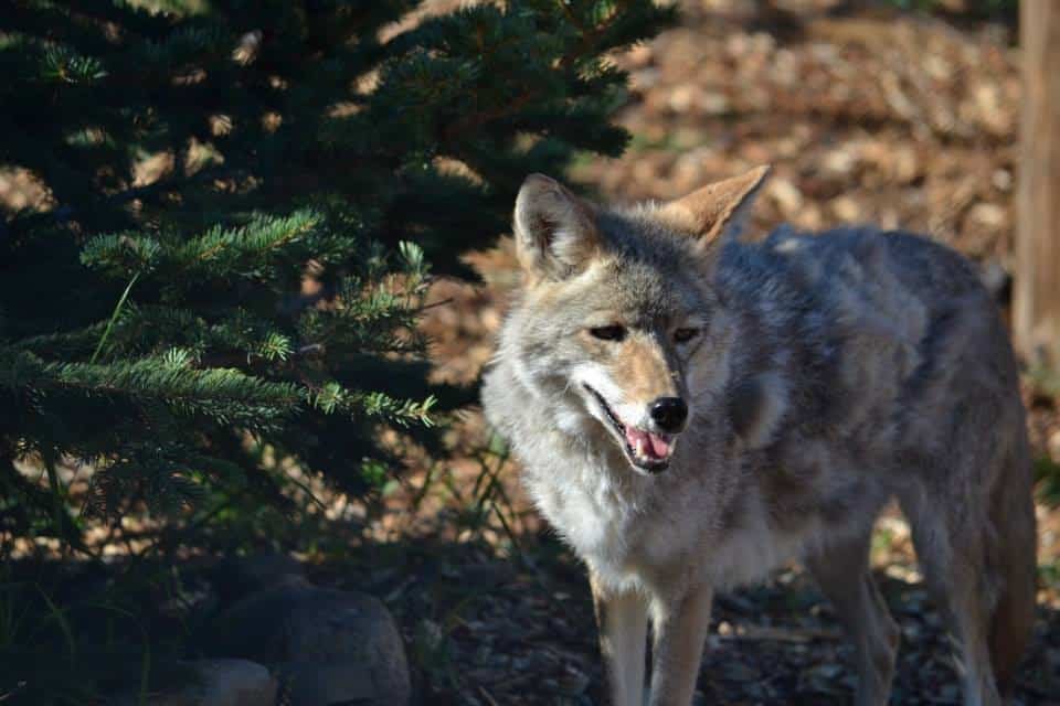 Yellowstone Wildlife Sanctuary