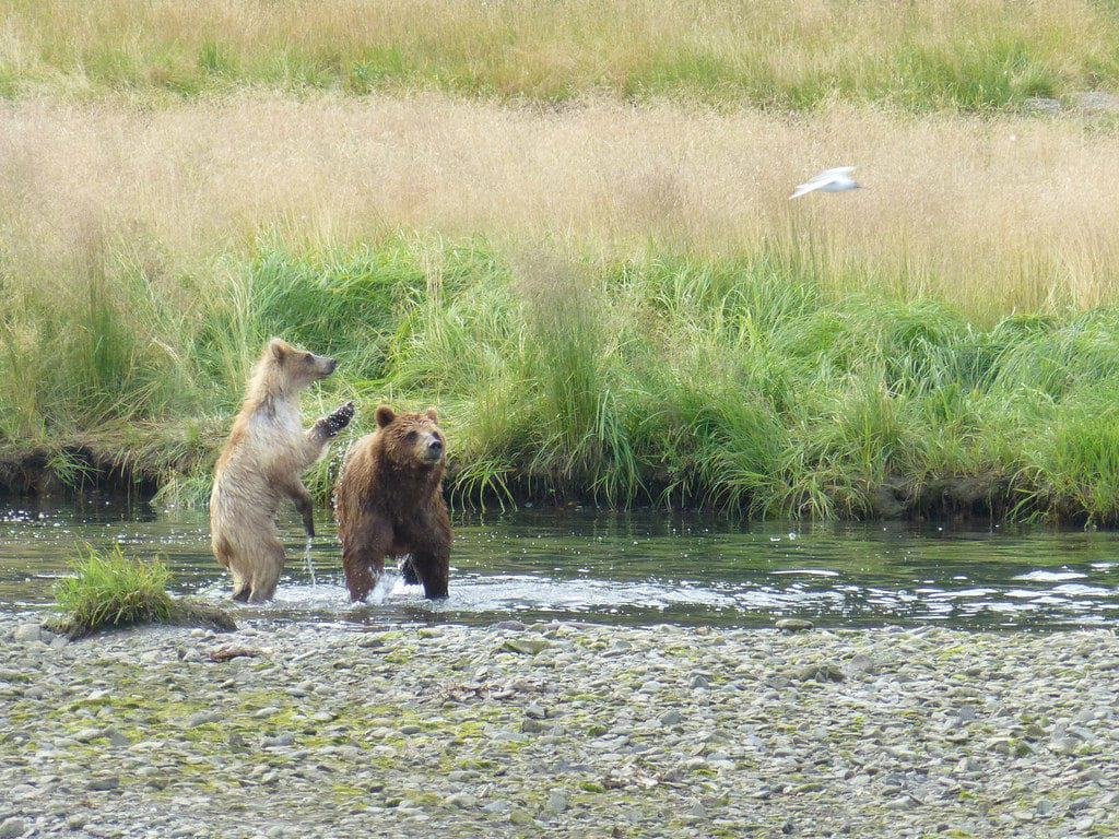 Admiralty Island