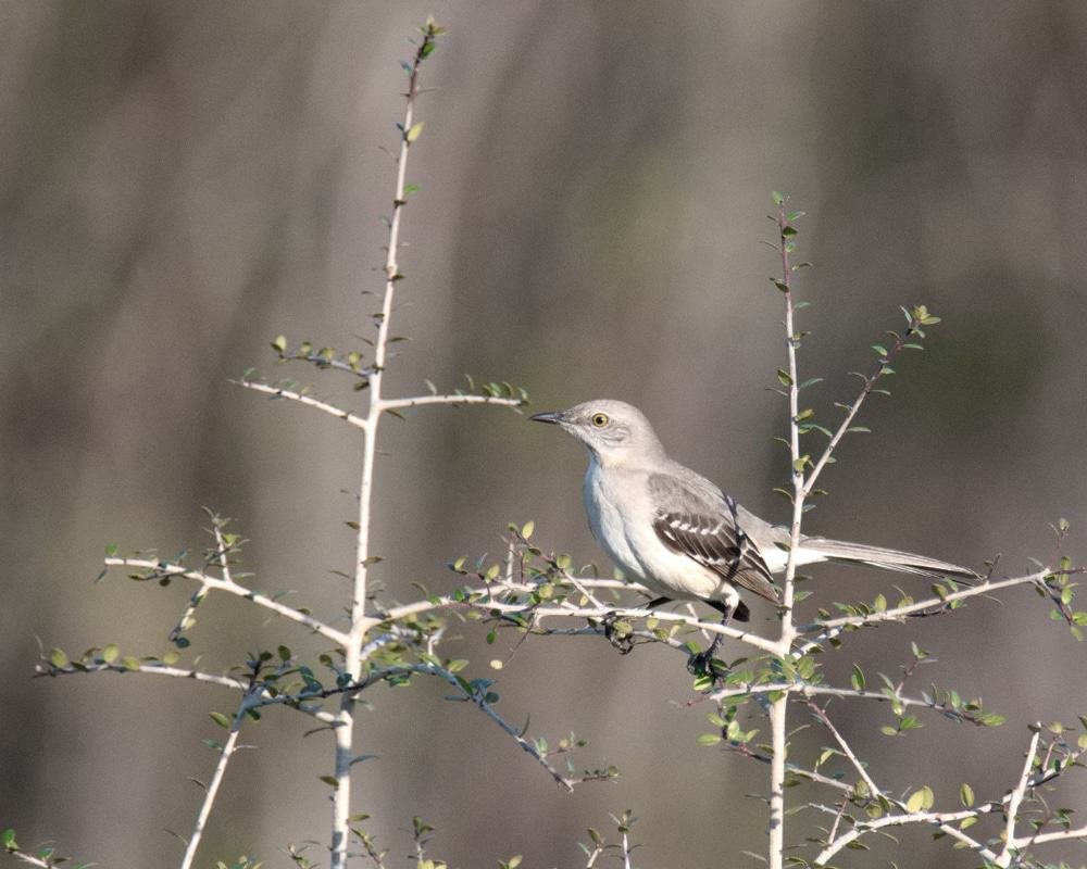Panama City Beach Conservation Park