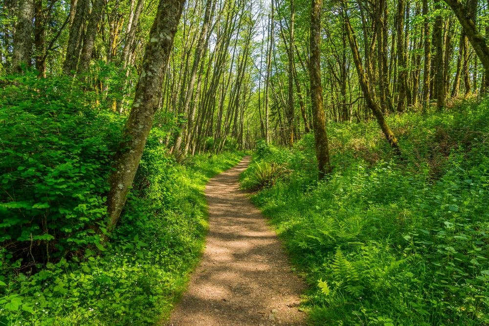 Cougar Mountain Regional Wildland Park