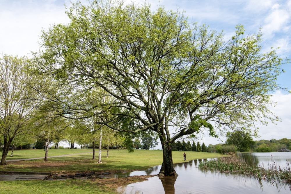 Deibert Park, Florence, Alabama