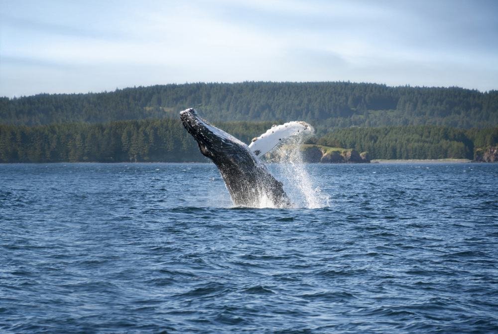 Humpback Whale, Kodiak, Alaska