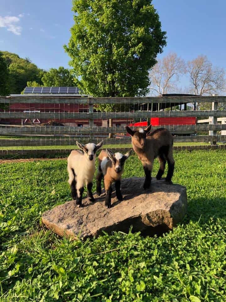 Flamig Farm