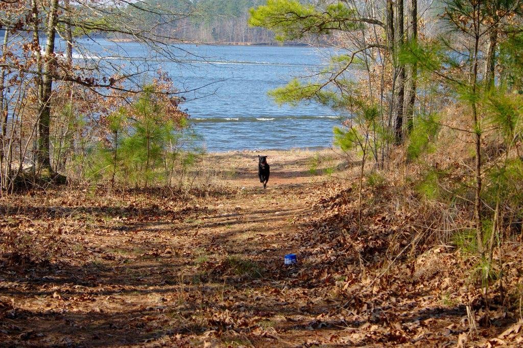 Harris Lake, North Carolina