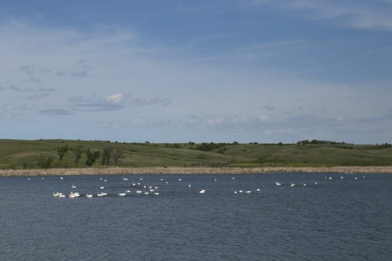 Lake Darling