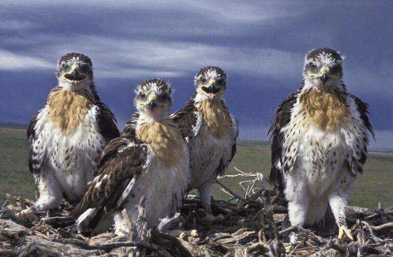 Morley Nelson Snake River Birds of Prey National Conservation Area, Murphy
