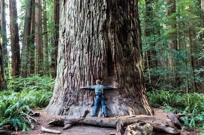 Muir Woods And Sausalito Tour In A Hippy Van