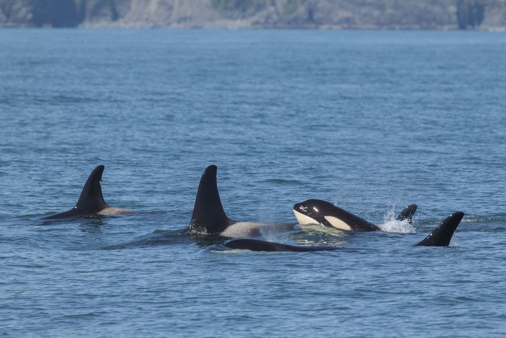 Kenai Fjords Orca