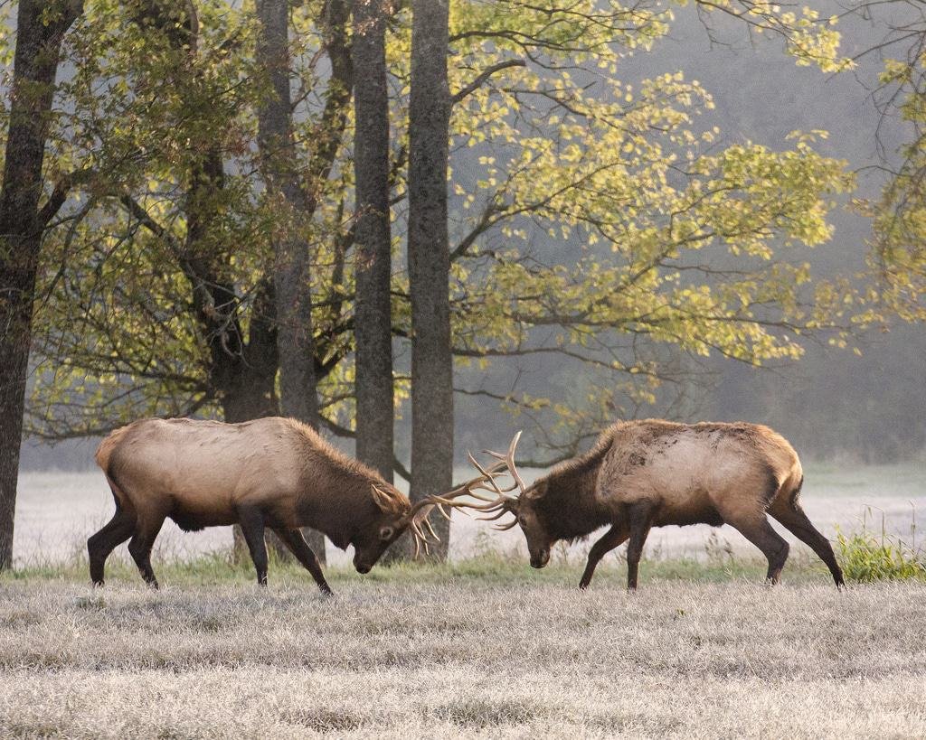 Elks, Ponca, Arkansas