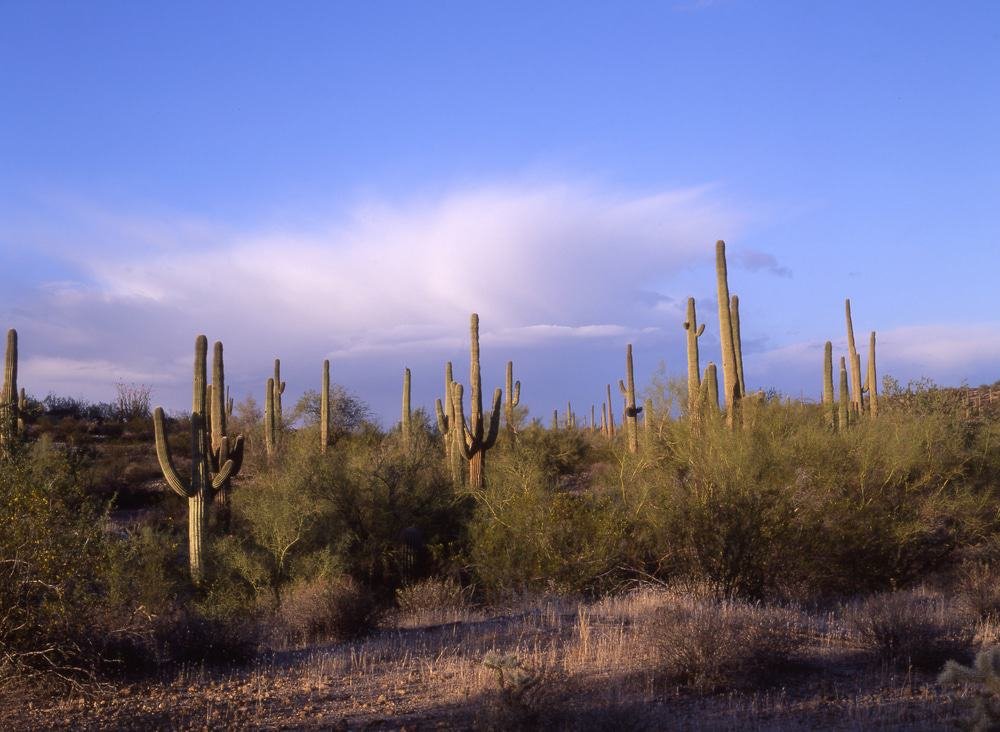 San Tan Mountain Regional Park