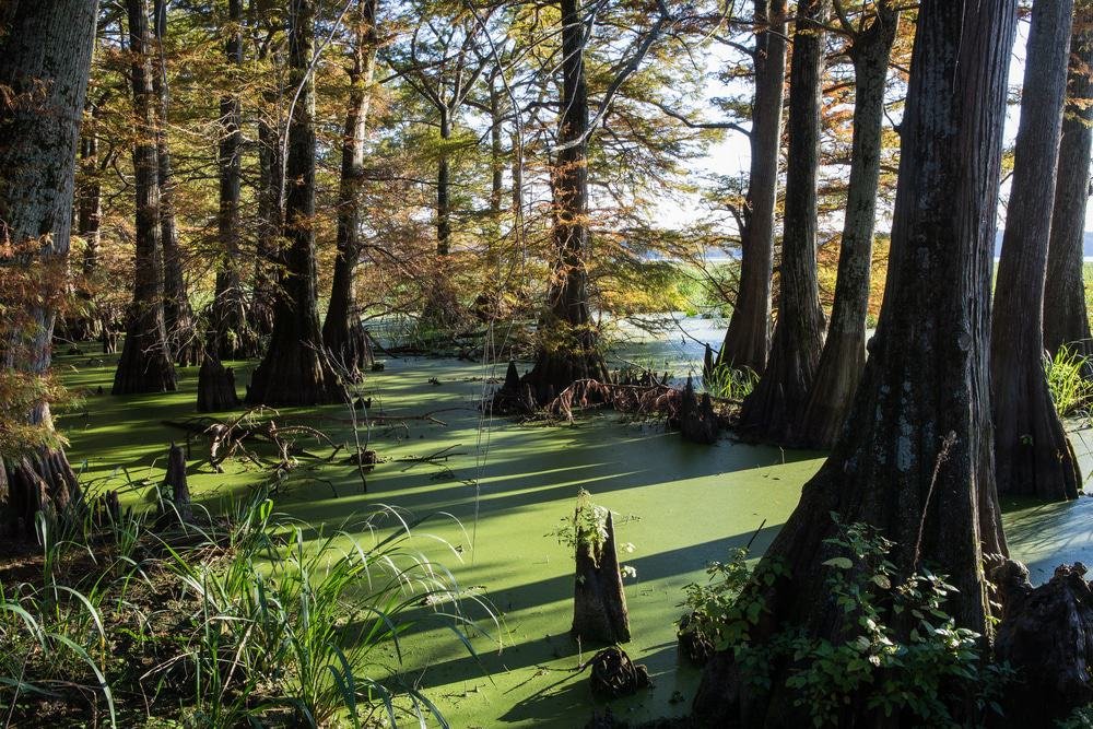 Wapanocca National Wildlife Refuge, Arkansas