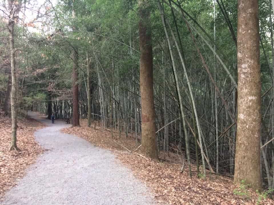 Wilderness Park And Bamboo Forest