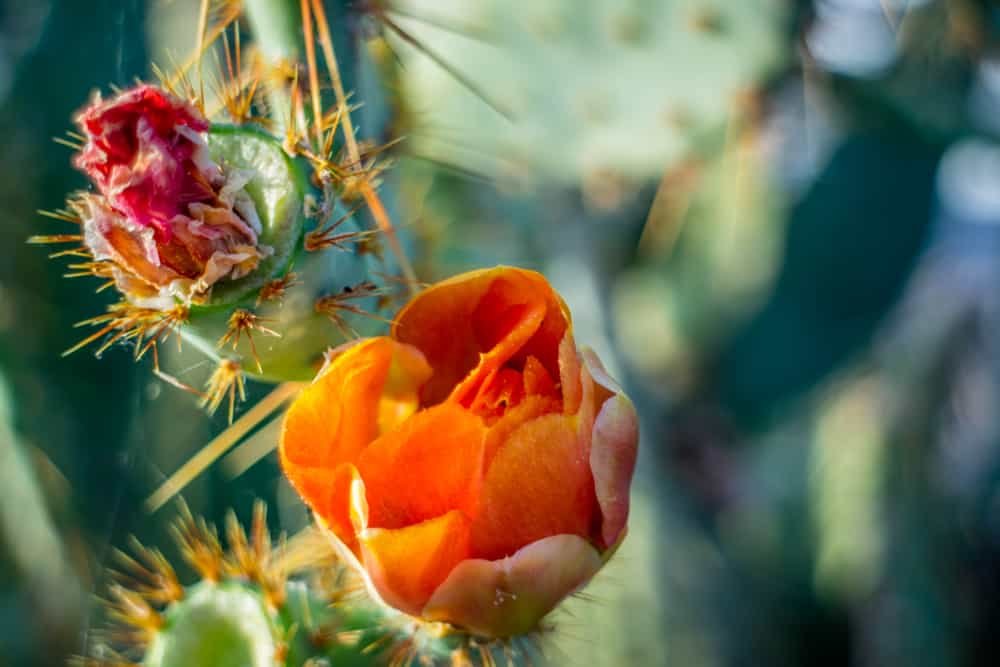Yuma Conservation Garden