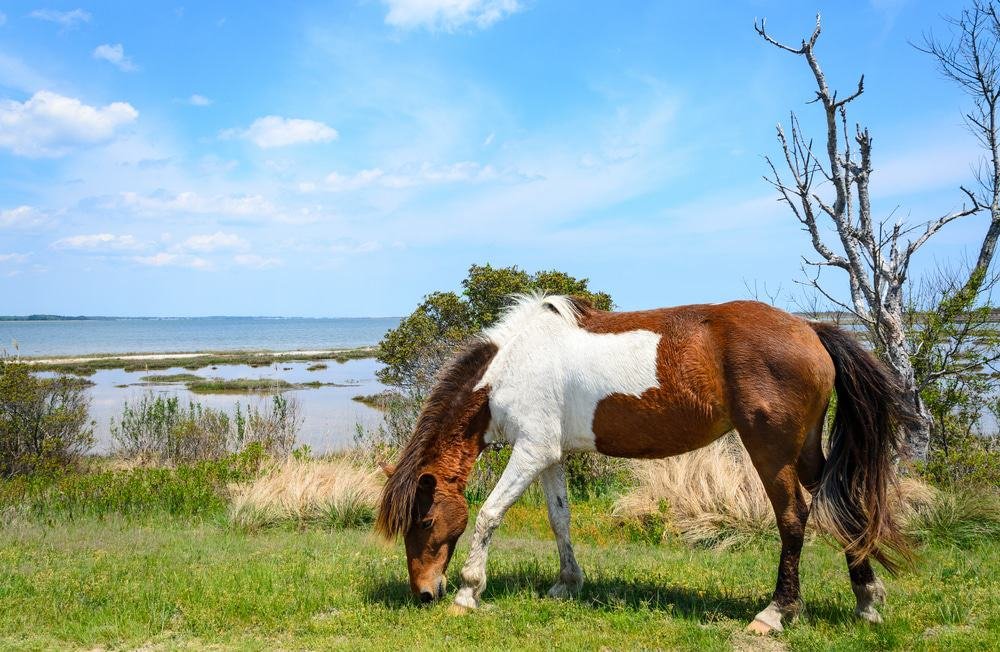 Assateague Island National Seashore, Virginia