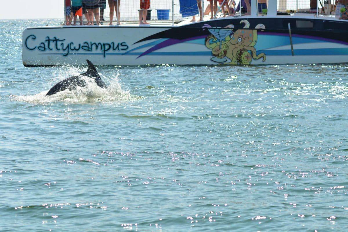 Cattywampus Catamaran Cruises