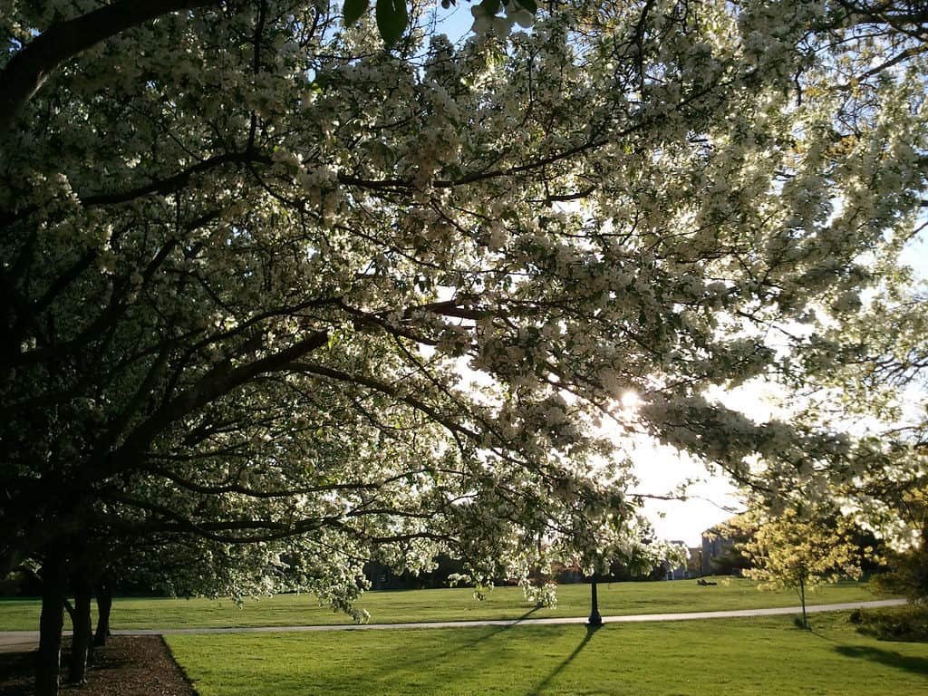Connecticut College Arboretum