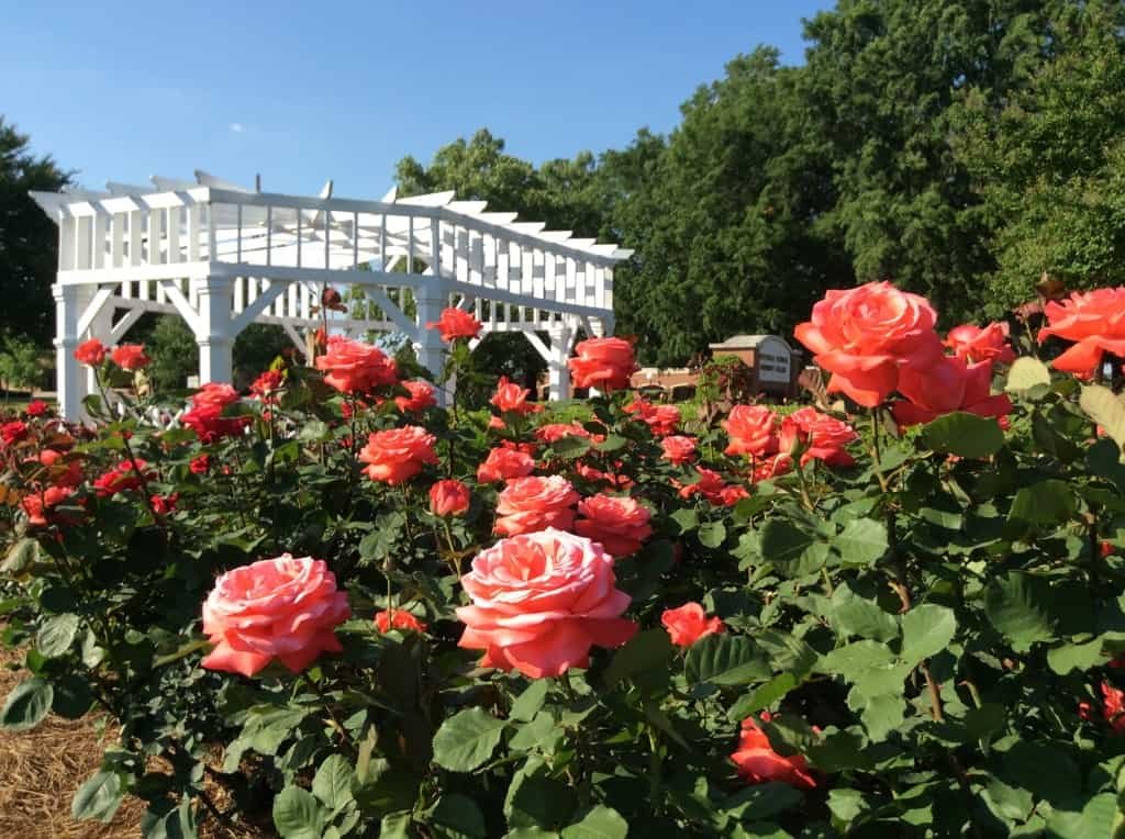 Fayetteville Rose Garden