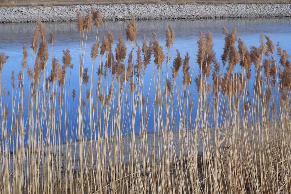 Fremont Lakes