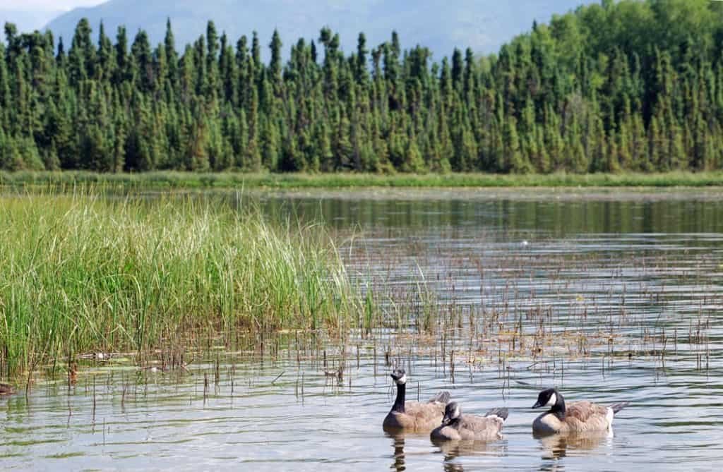 Goose Lake, Anchorage