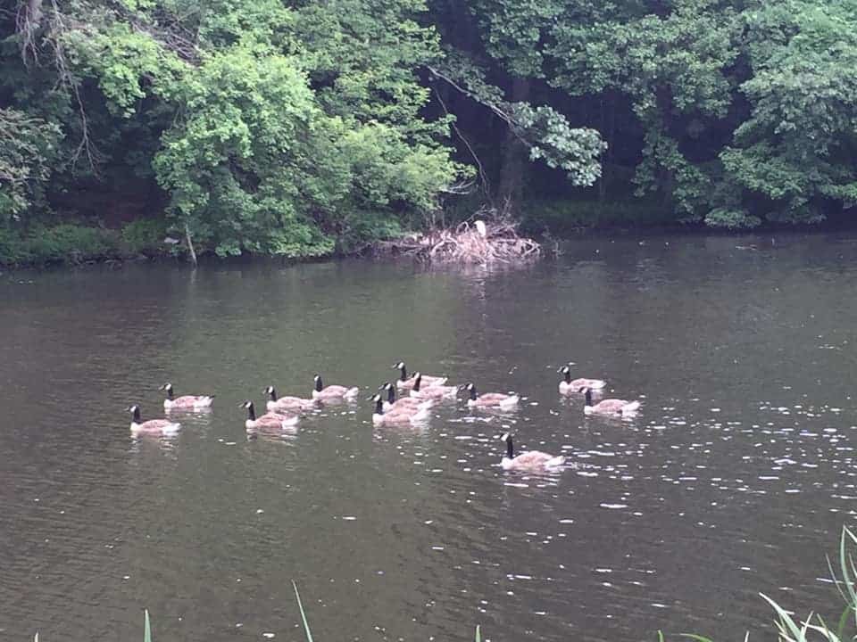 Gould Manor Park