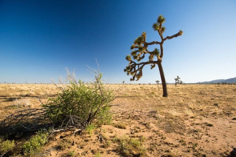Joshua Tree National Park