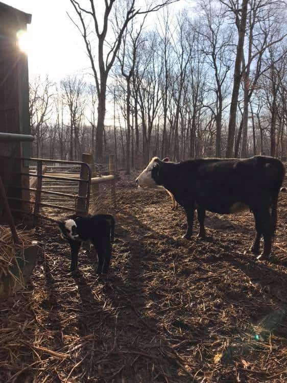 Karabin Farms