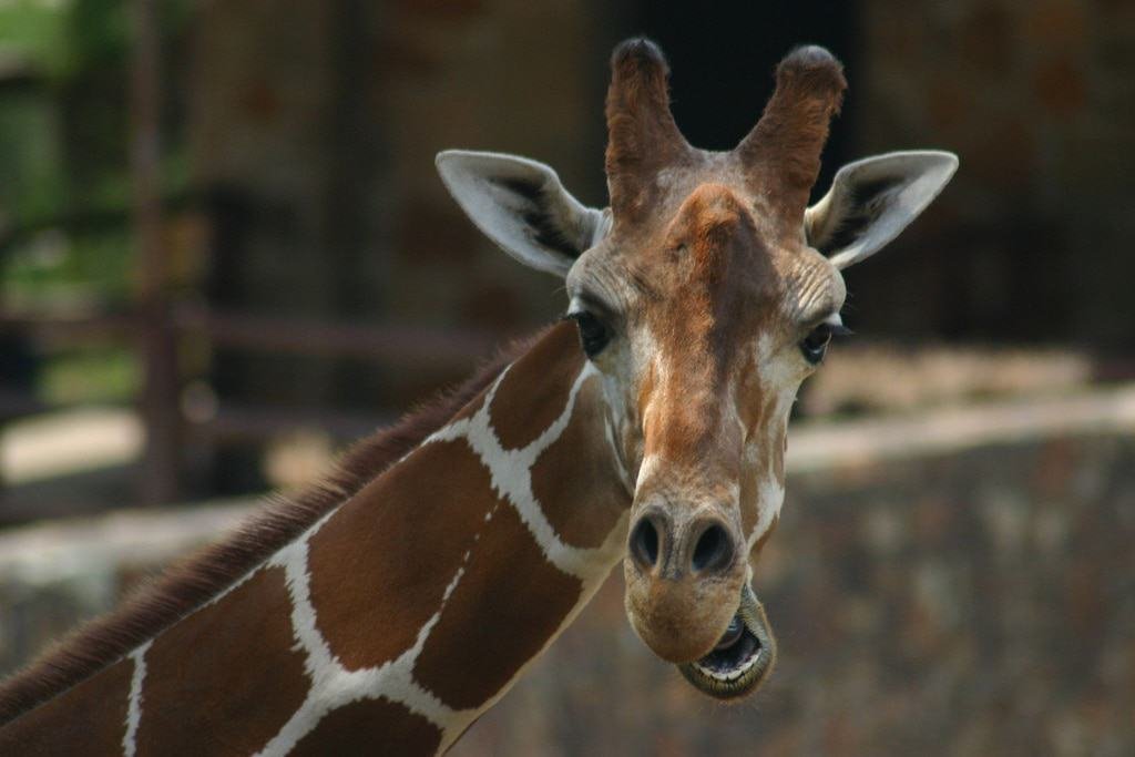 Little Rock Zoo
