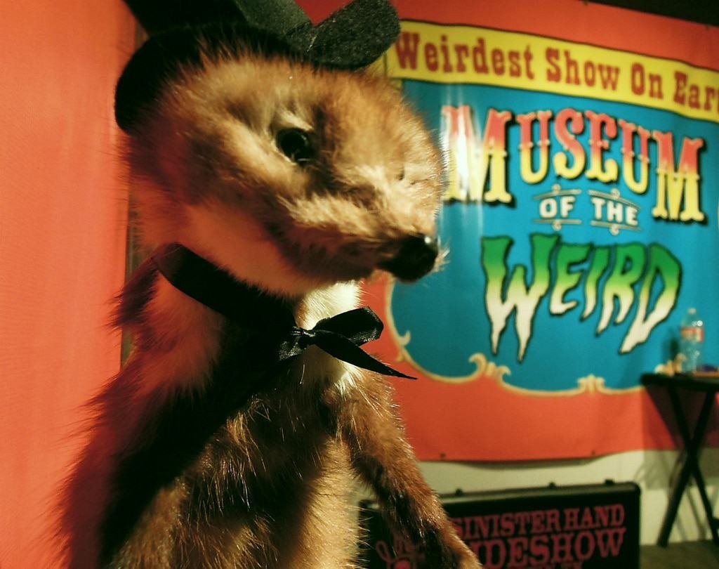 Museum of the Weird