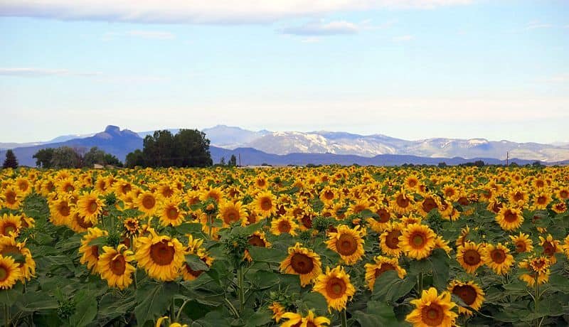 Powell, Wyoming