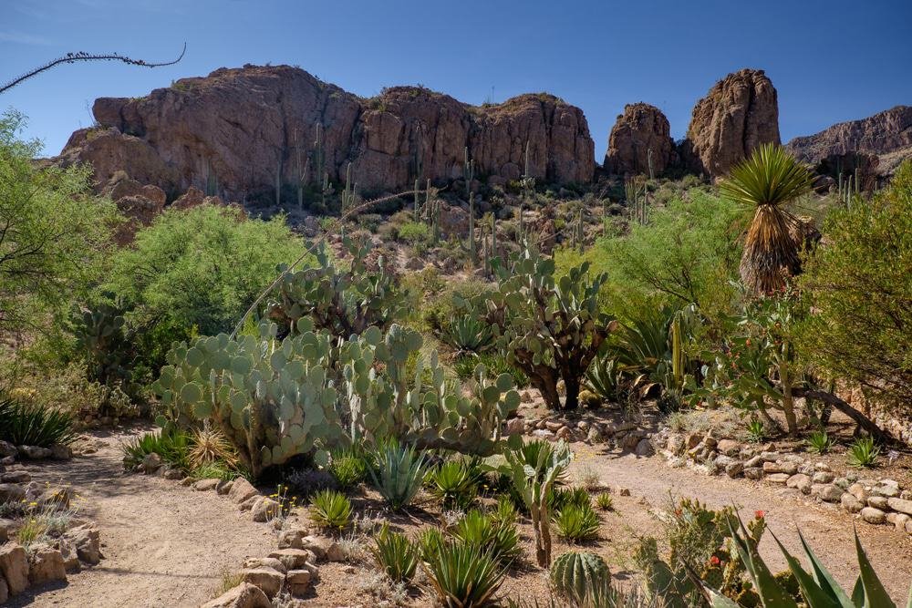 Boyce Thompson Arboretum