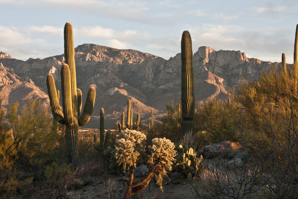 Tucson Mountain Park