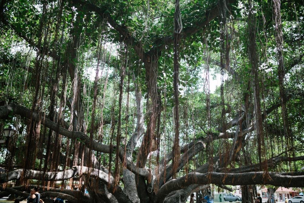Lahaina Banyan Court Park