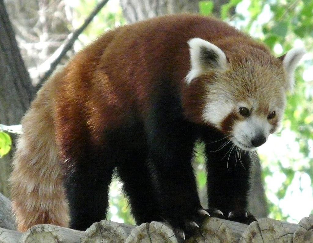Red Panda, Zoo Montana