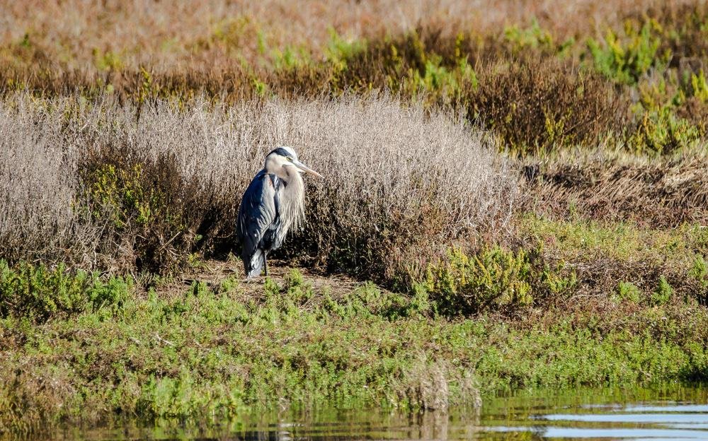 Bolsa Chica Ecological Reserve