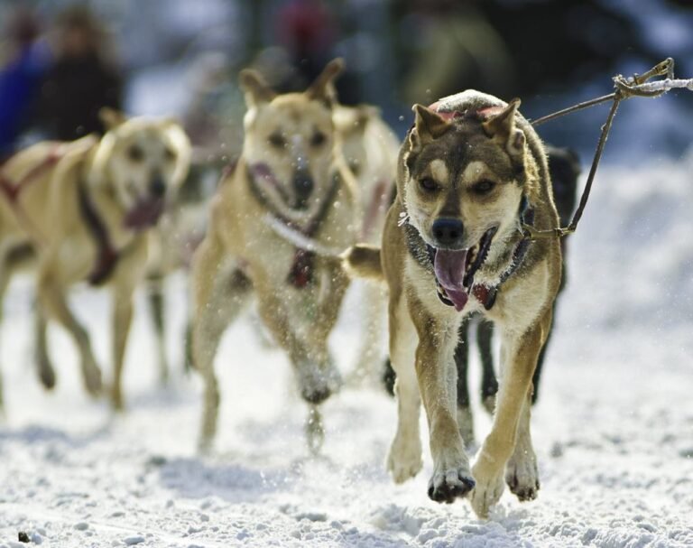 Dog Sledding