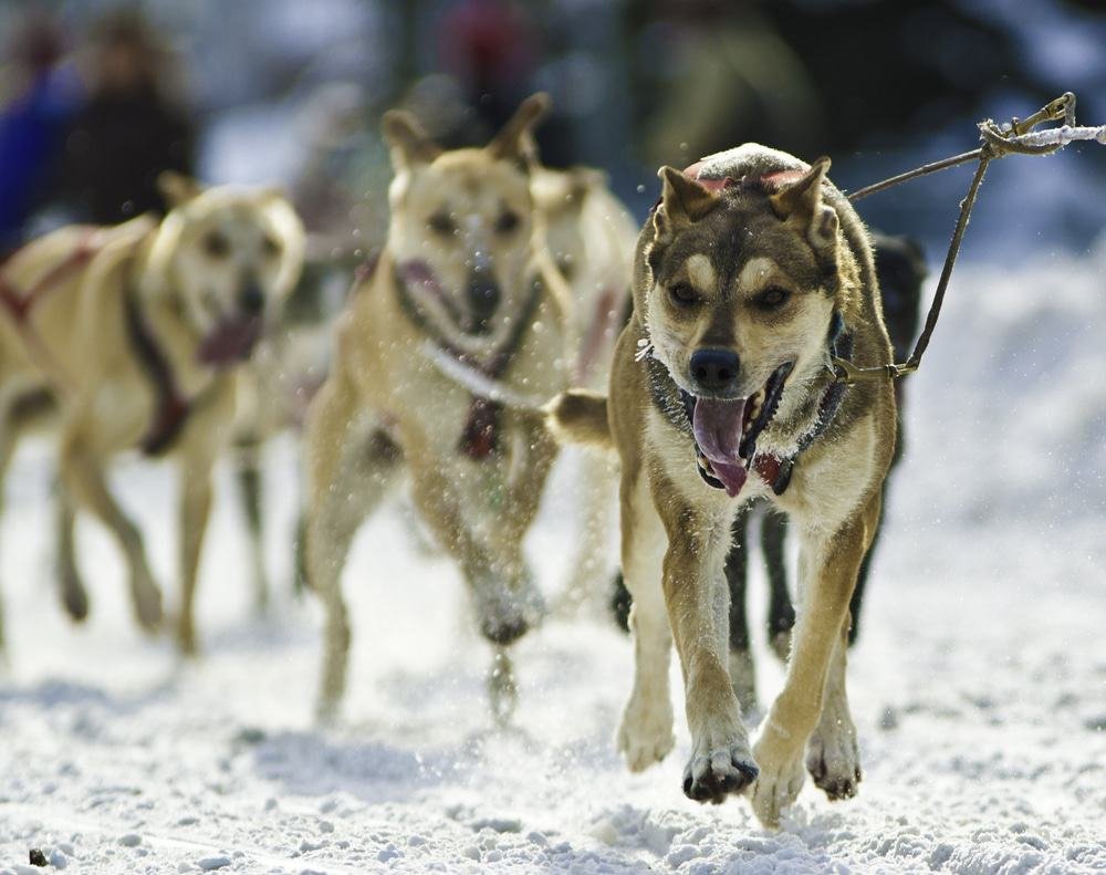 Dog Sledding