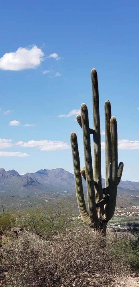 Tumamoc Hill Trail