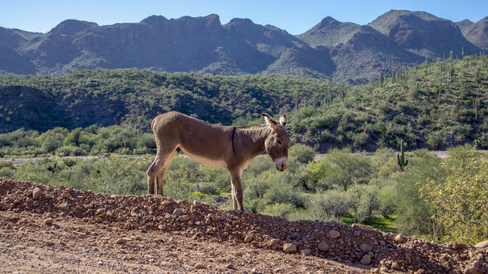 Wild Burro Trail