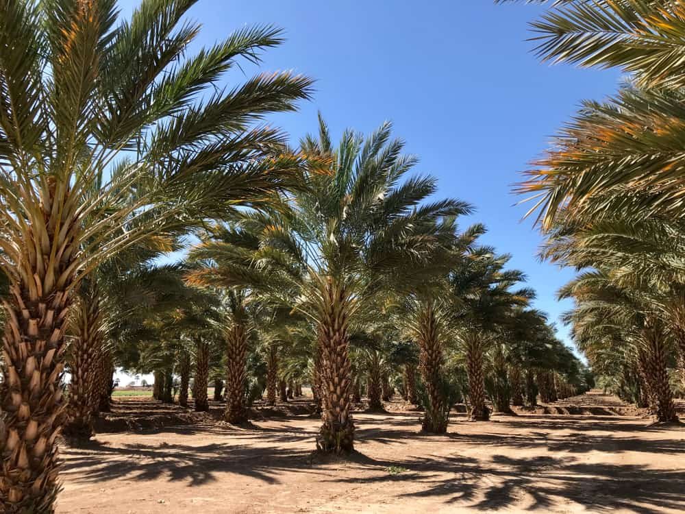 Date Farm in Yuma