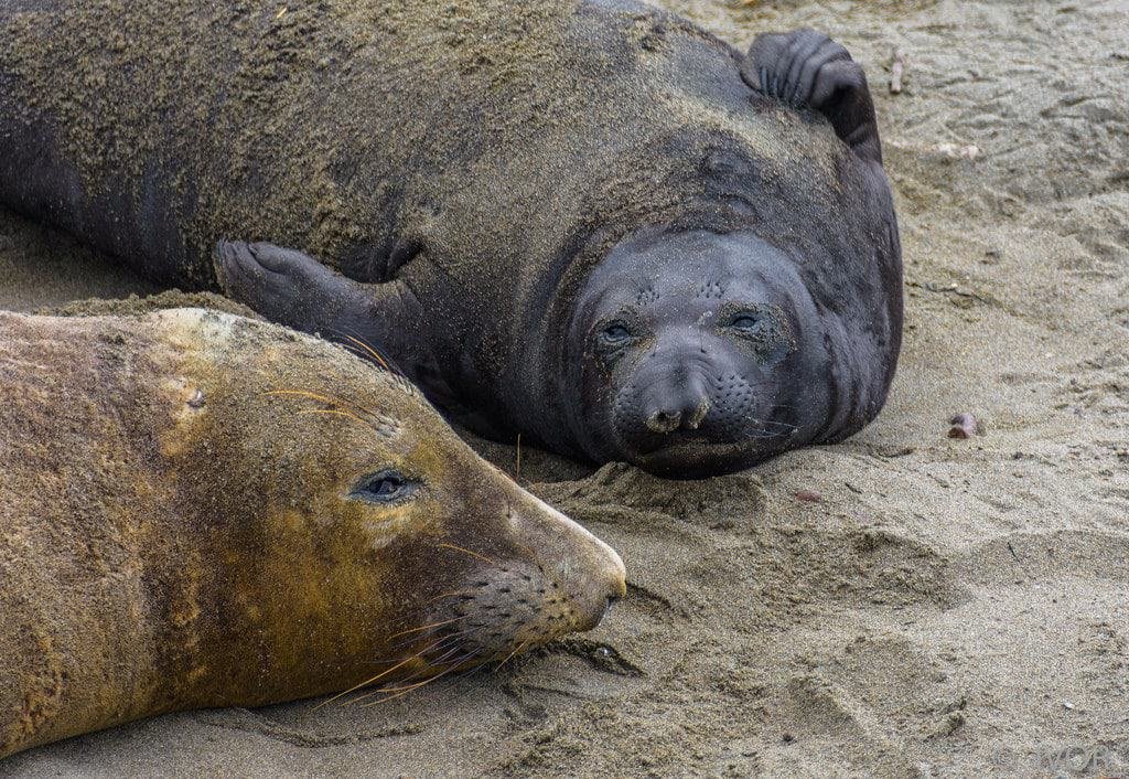 Elephant Seals