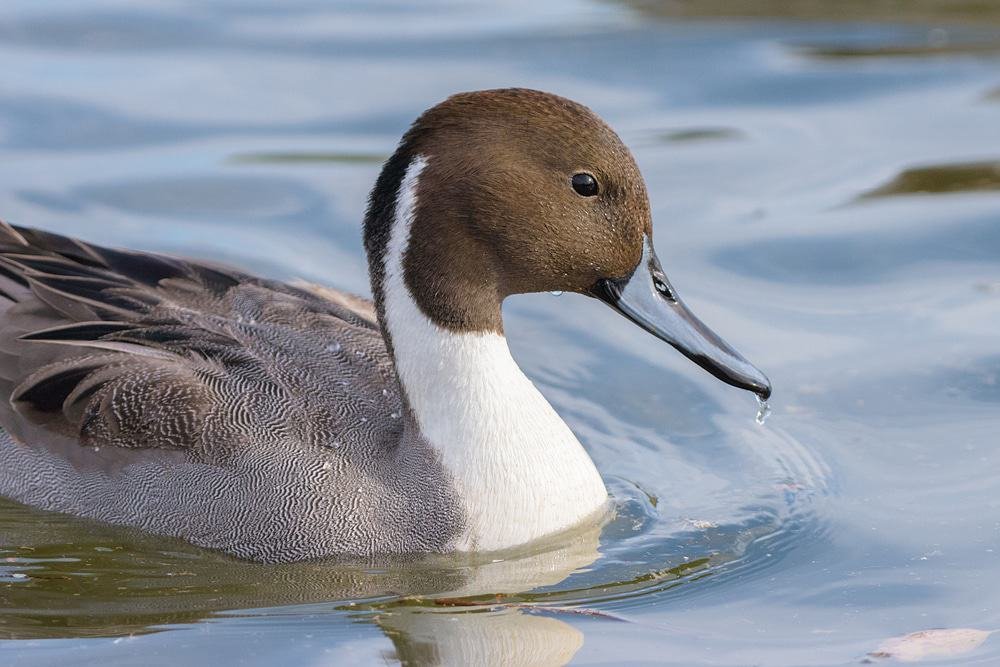Pintail Lake