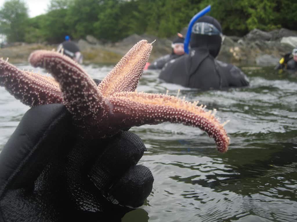 Snorkeling in Ketchikan